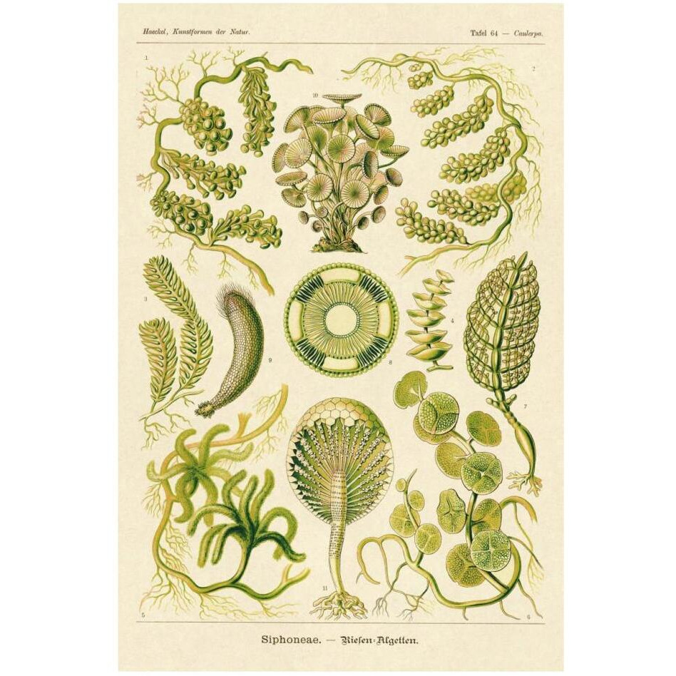 Haeckel Nature Illustrations Siphoneae Hydrozoa-Paper Art-22&quotx32"