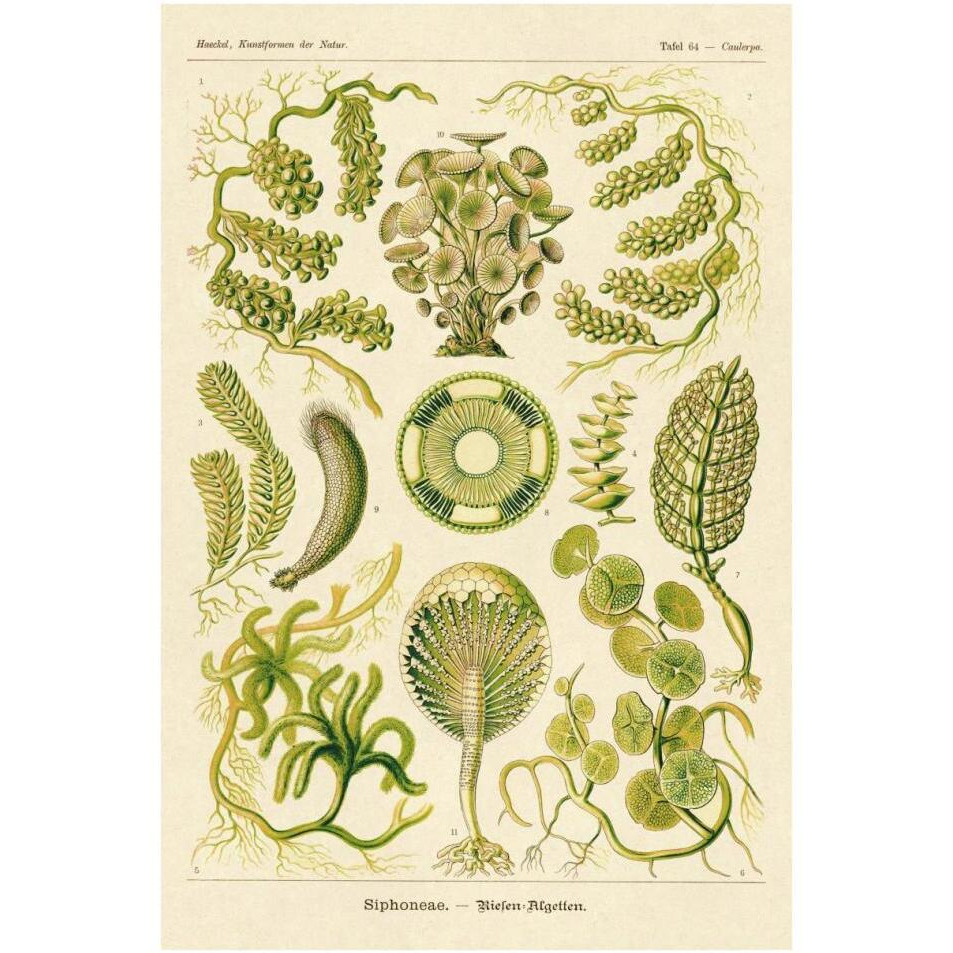Haeckel Nature Illustrations Siphoneae Hydrozoa-Paper Art-26&quotx38"