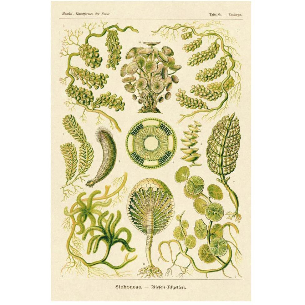 Haeckel Nature Illustrations Siphoneae Hydrozoa-Paper Art-34&quotx50"