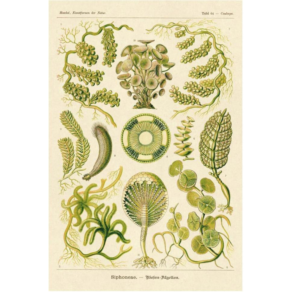 Haeckel Nature Illustrations Siphoneae Hydrozoa-Paper Art-42&quotx62"