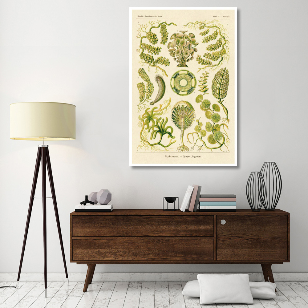 Haeckel Nature Illustrations Siphoneae Hydrozoa-Paper Art-42&quotx62"