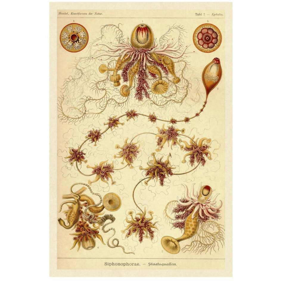 Haeckel Nature Illustrations Siphoneae Hydrozoa-Paper Art-18&quotx26"
