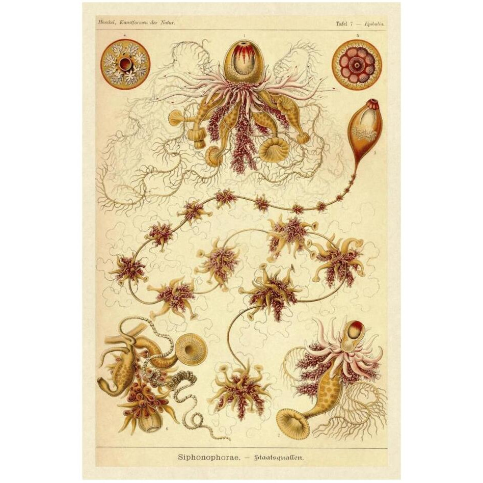 Haeckel Nature Illustrations Siphoneae Hydrozoa-Paper Art-22&quotx32"