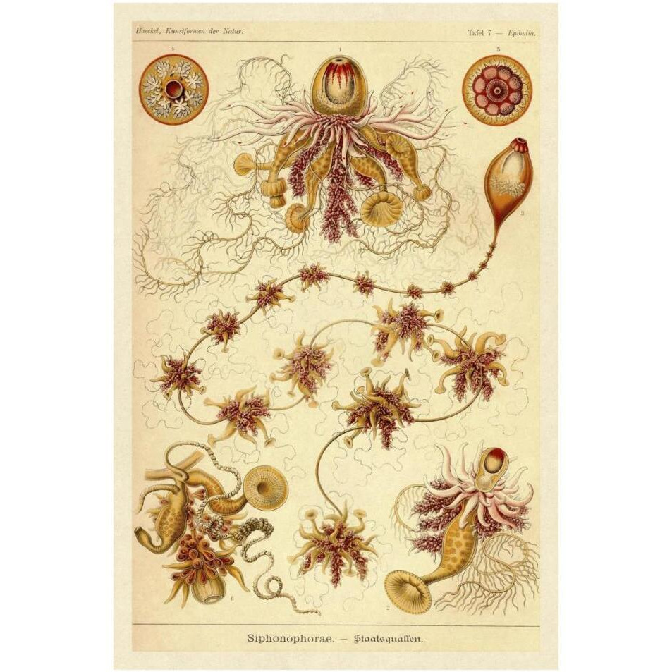Haeckel Nature Illustrations Siphoneae Hydrozoa-Paper Art-26&quotx38"