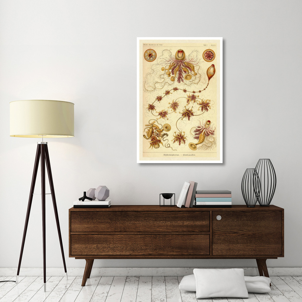 Haeckel Nature Illustrations Siphoneae Hydrozoa-Paper Art-34&quotx50"