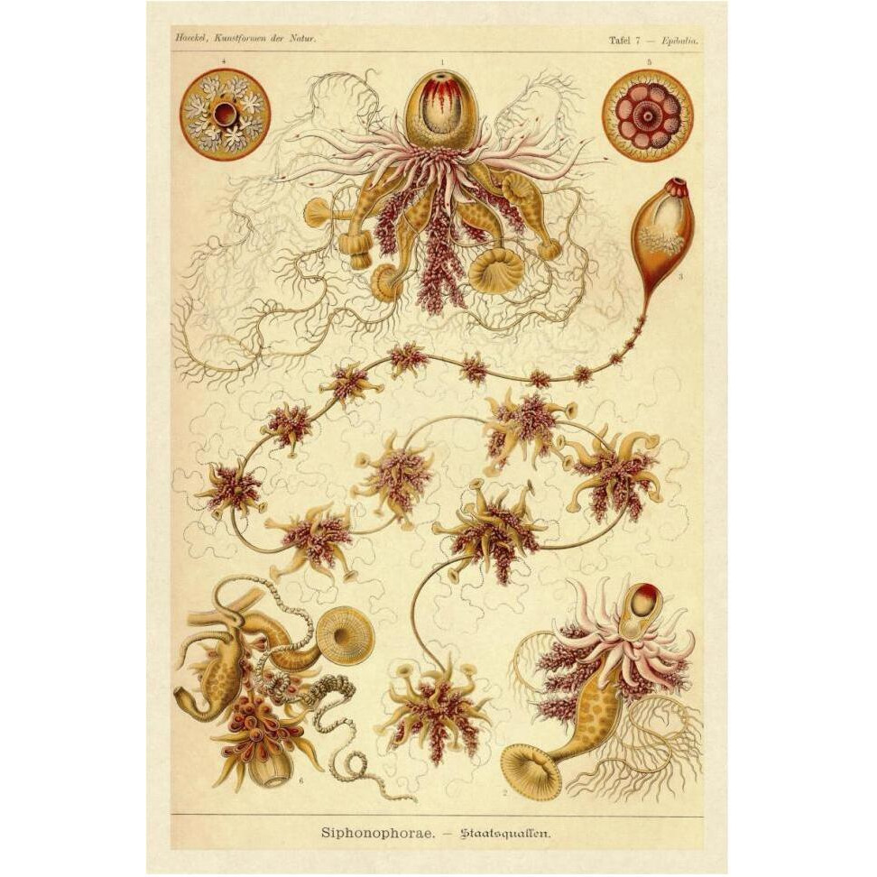 Haeckel Nature Illustrations Siphoneae Hydrozoa-Paper Art-42&quotx62"