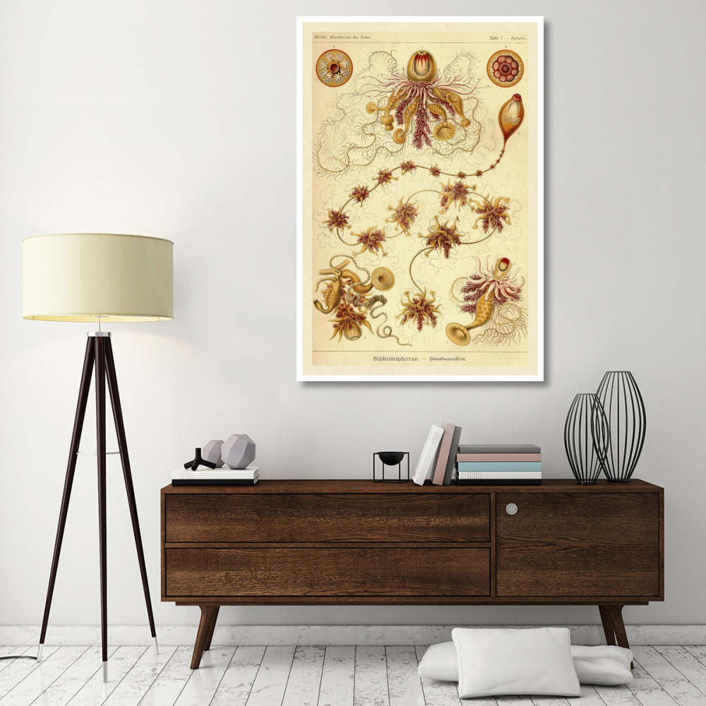 Haeckel Nature Illustrations Siphoneae Hydrozoa-Paper Art-42&quotx62"