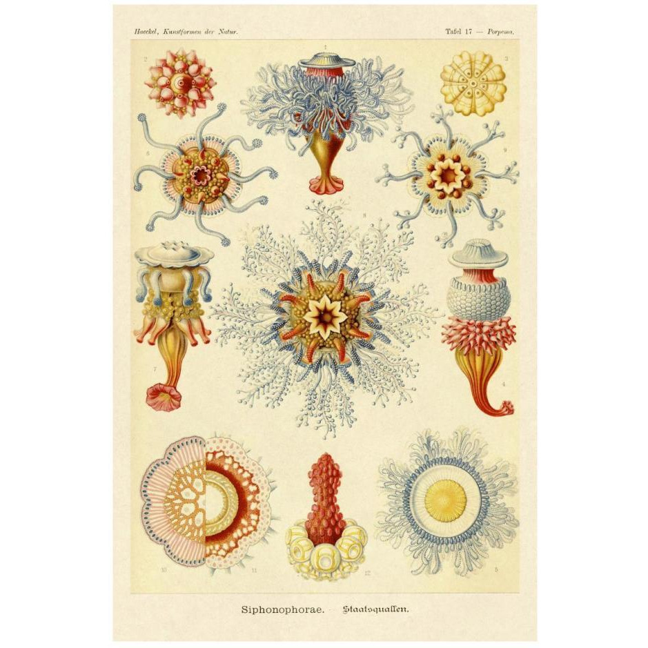 Haeckel Nature Illustrations Siphoneae Hydrozoa-Paper Art-18&quotx26"