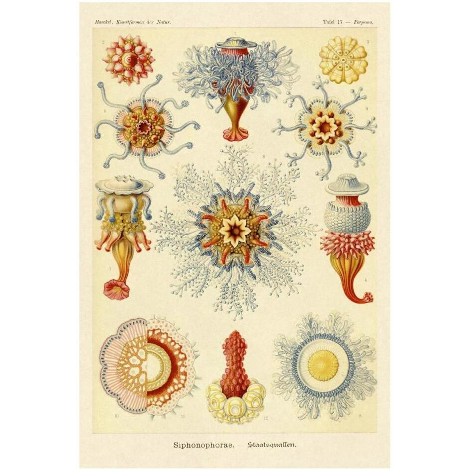 Haeckel Nature Illustrations Siphoneae Hydrozoa-Paper Art-22&quotx32"