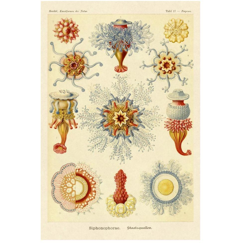 Haeckel Nature Illustrations Siphoneae Hydrozoa-Paper Art-34&quotx50"