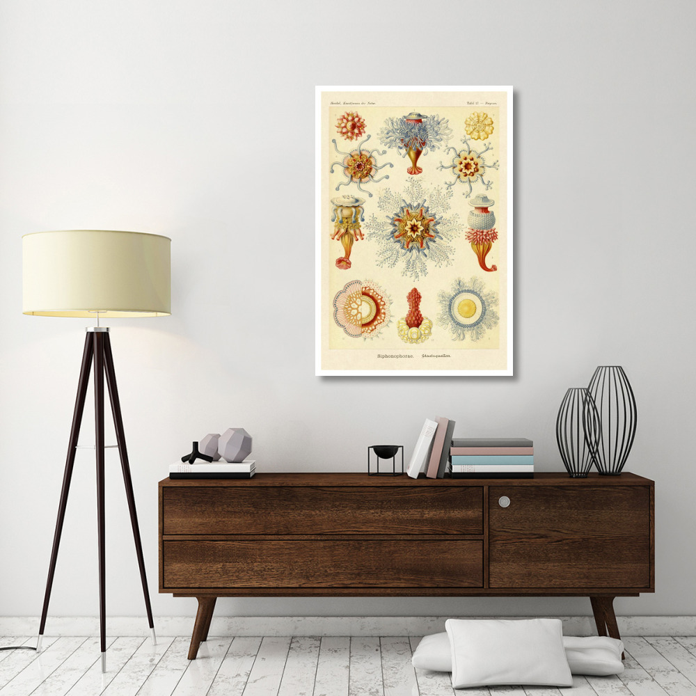 Haeckel Nature Illustrations Siphoneae Hydrozoa-Paper Art-34&quotx50"