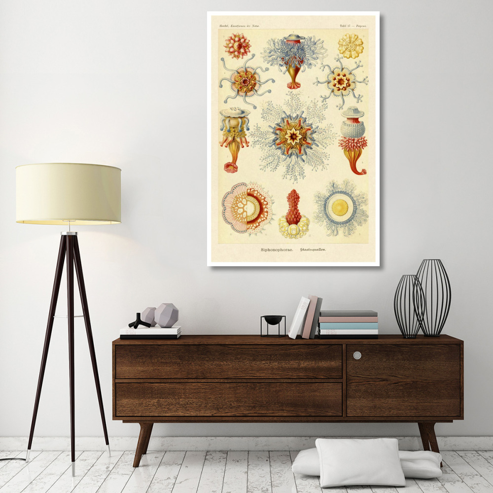 Haeckel Nature Illustrations Siphoneae Hydrozoa-Paper Art-42&quotx62"
