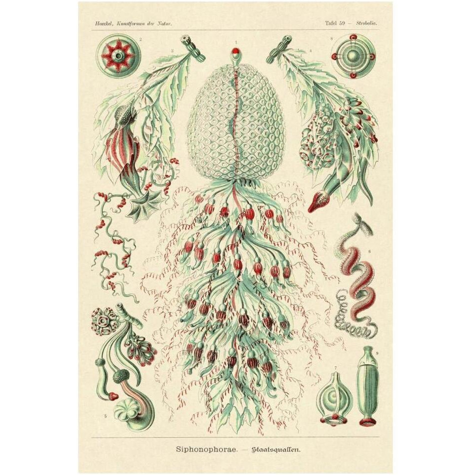 Haeckel Nature Illustrations Siphoneae Hydrozoa-Paper Art-14&quotx20"