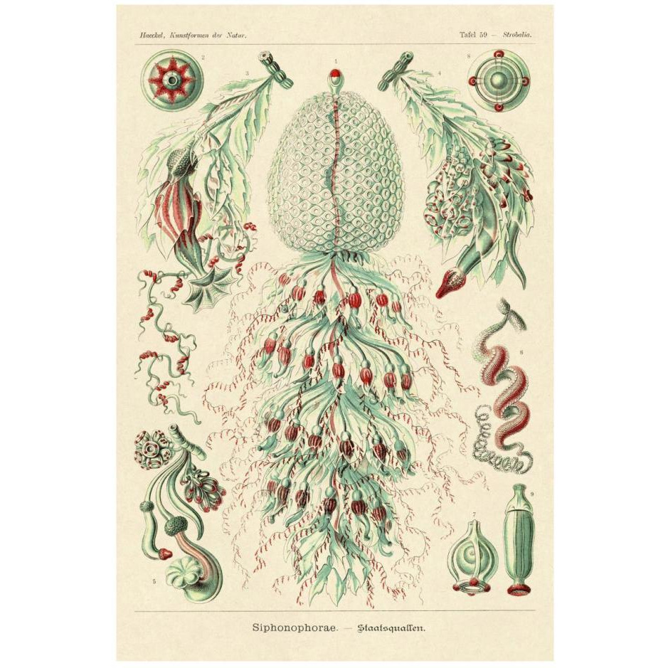 Haeckel Nature Illustrations Siphoneae Hydrozoa-Paper Art-18&quotx26"