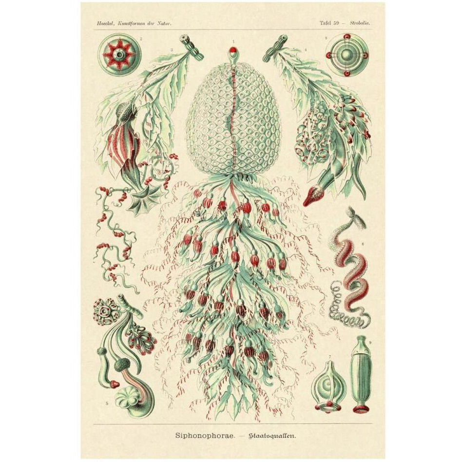 Haeckel Nature Illustrations Siphoneae Hydrozoa-Paper Art-22&quotx32"