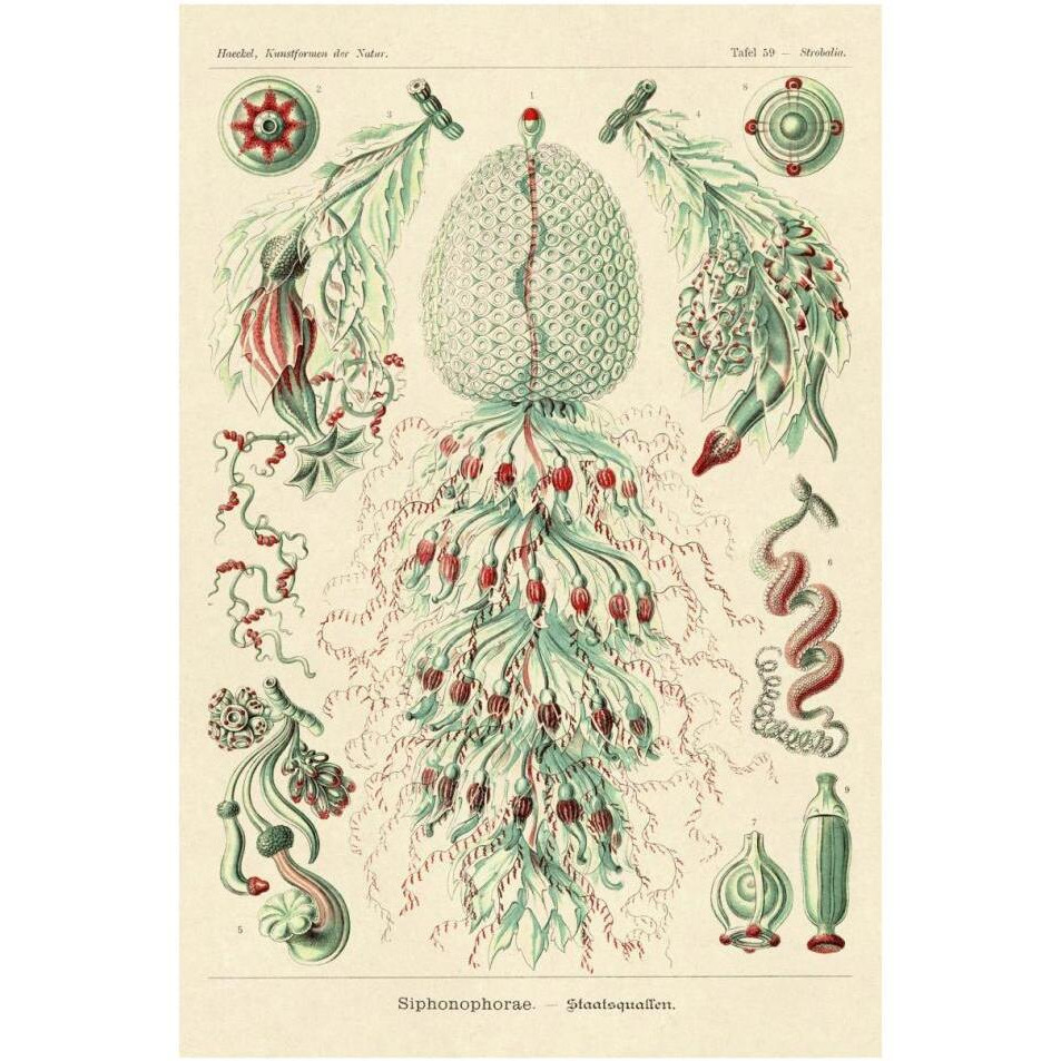 Haeckel Nature Illustrations Siphoneae Hydrozoa-Paper Art-26&quotx38"