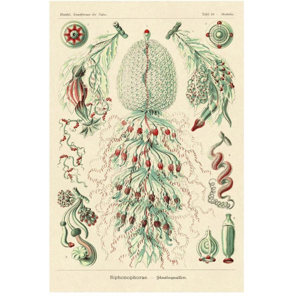 Haeckel Nature Illustrations Siphoneae Hydrozoa-Paper Art-34&quotx50"