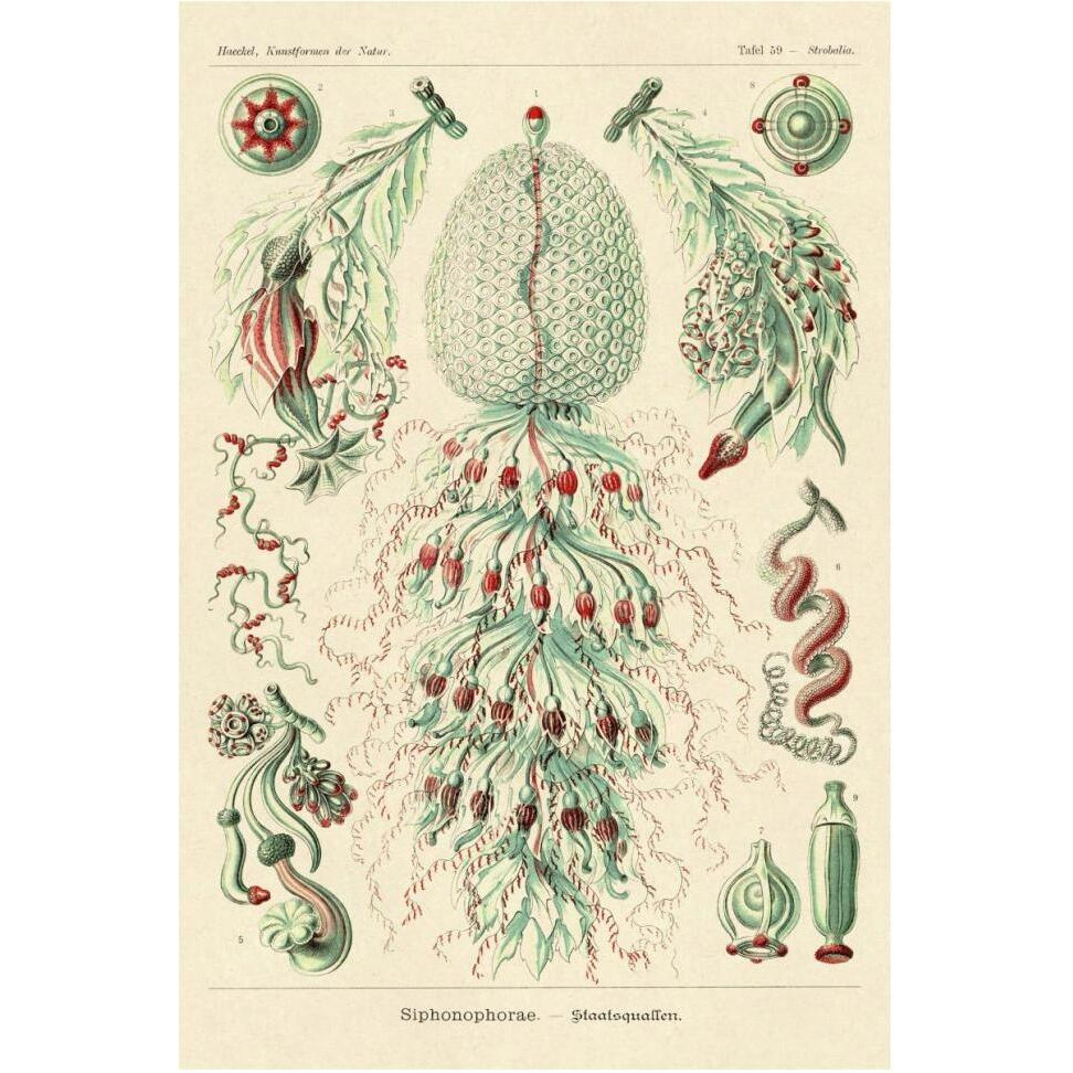 Haeckel Nature Illustrations Siphoneae Hydrozoa-Paper Art-42&quotx62"