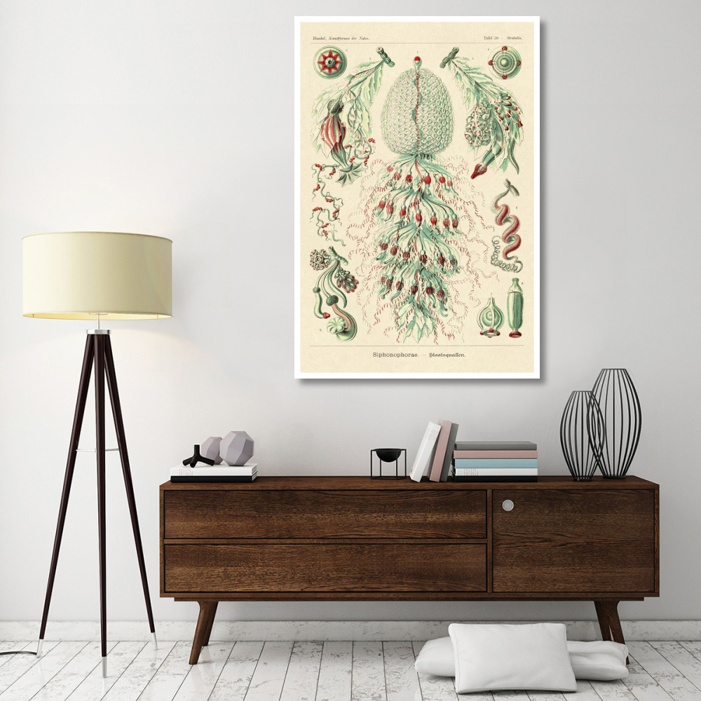 Haeckel Nature Illustrations Siphoneae Hydrozoa-Paper Art-42&quotx62"