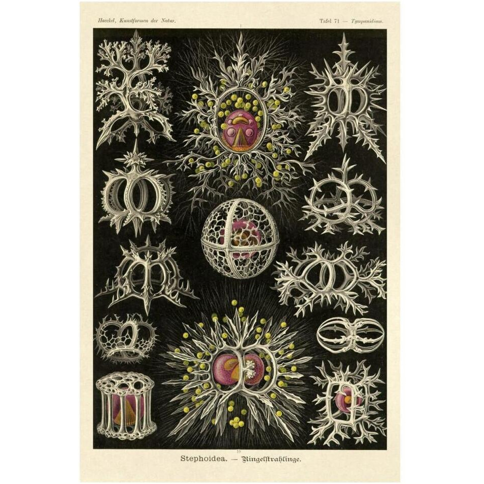 Haeckel Nature Illustrations Stephoidea-Paper Art-14&quotx20"