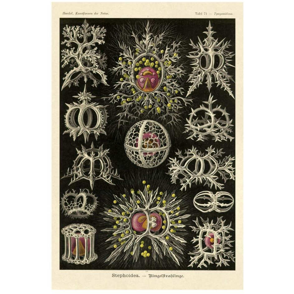 Haeckel Nature Illustrations Stephoidea-Paper Art-18&quotx26"