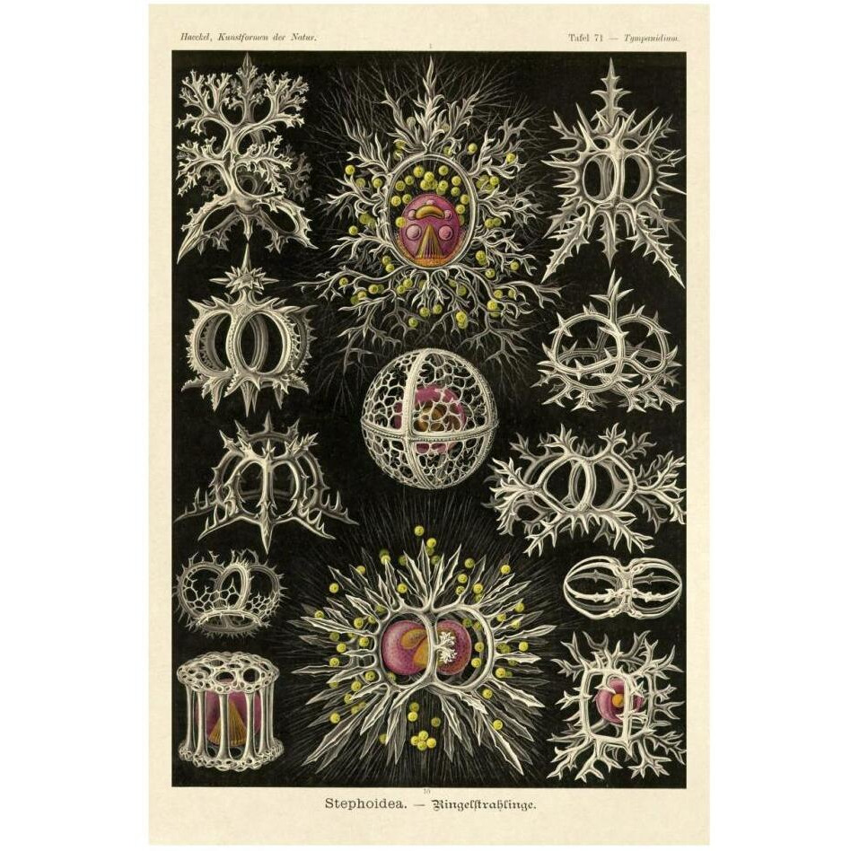 Haeckel Nature Illustrations Stephoidea-Paper Art-22&quotx32"