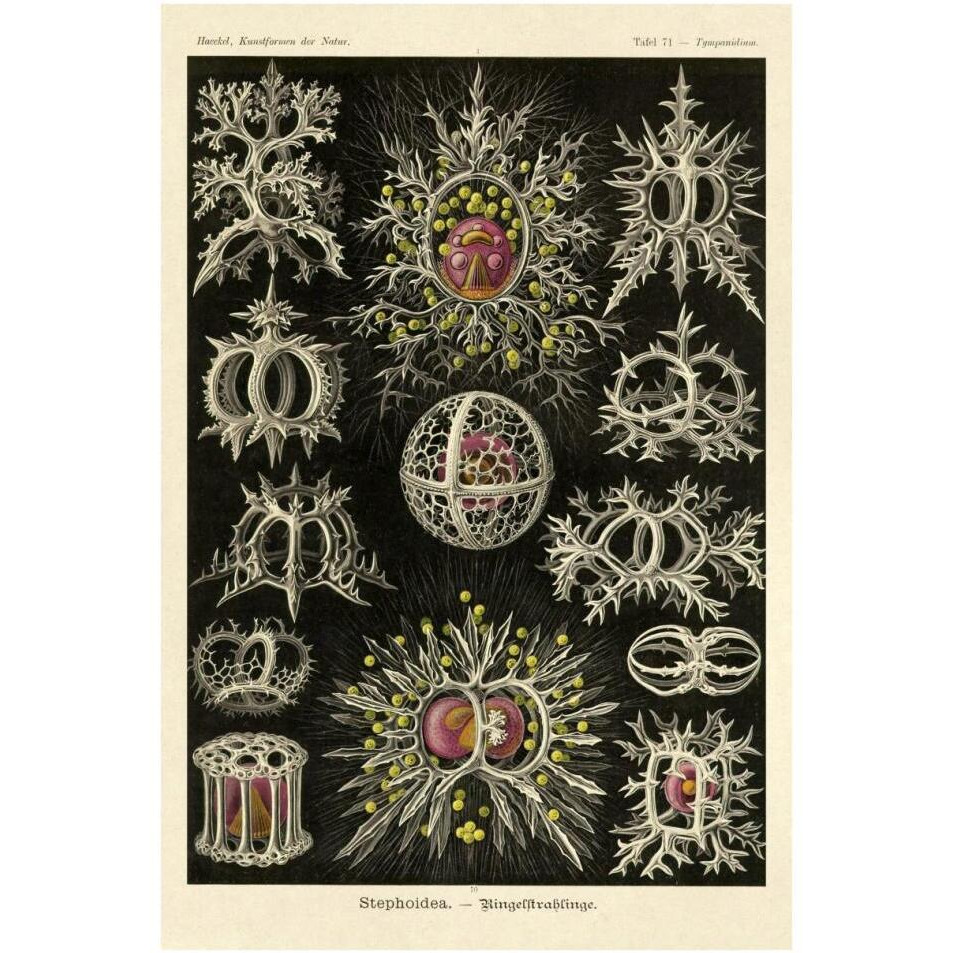 Haeckel Nature Illustrations Stephoidea-Paper Art-26&quotx38"