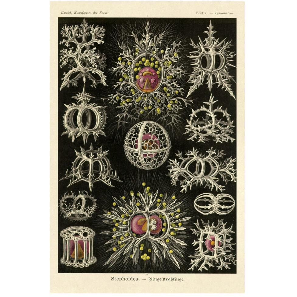 Haeckel Nature Illustrations Stephoidea-Paper Art-34&quotx50"