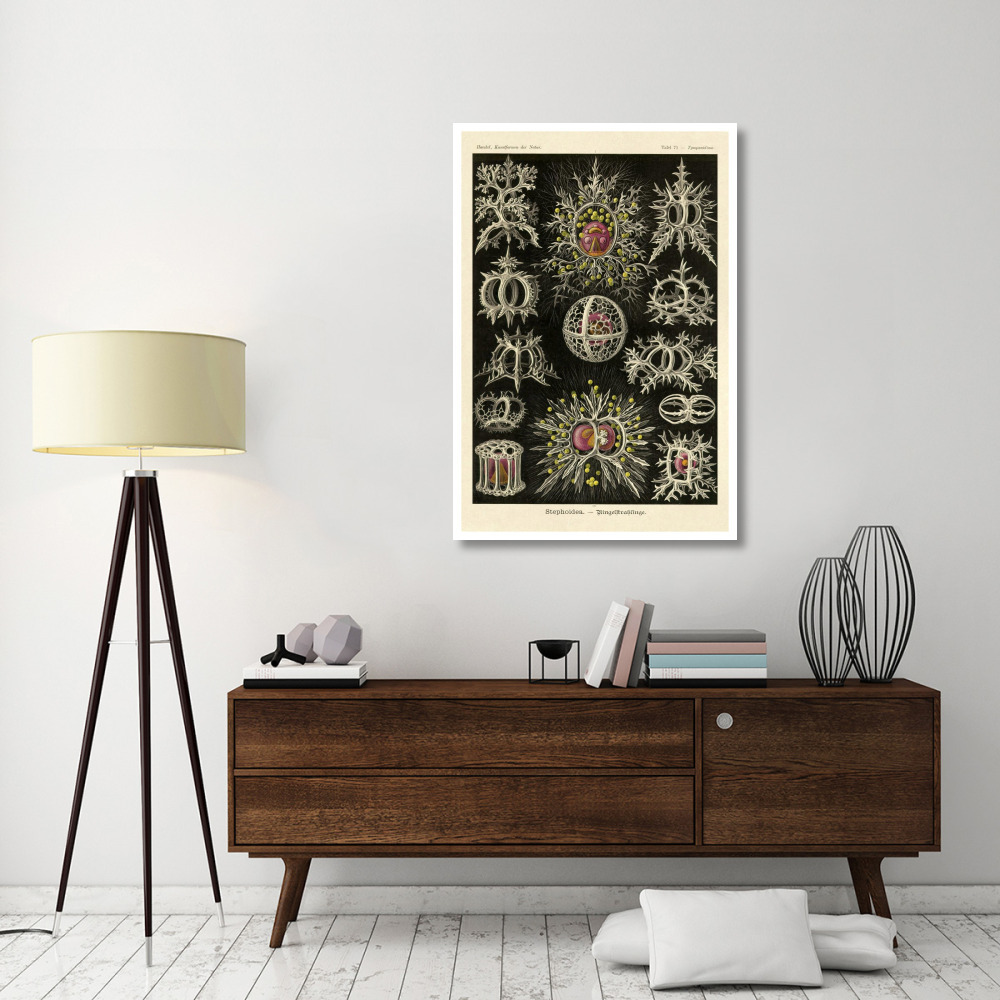 Haeckel Nature Illustrations Stephoidea-Paper Art-34&quotx50"