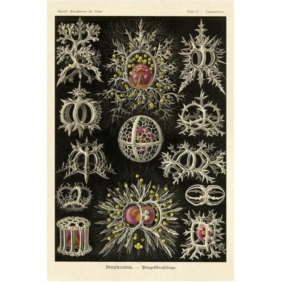 Haeckel Nature Illustrations Stephoidea-Paper Art-42&quotx62"