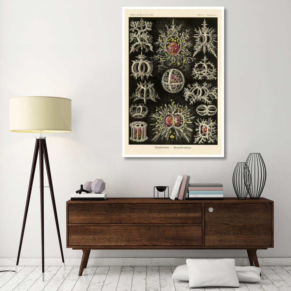 Haeckel Nature Illustrations Stephoidea-Paper Art-42&quotx62"