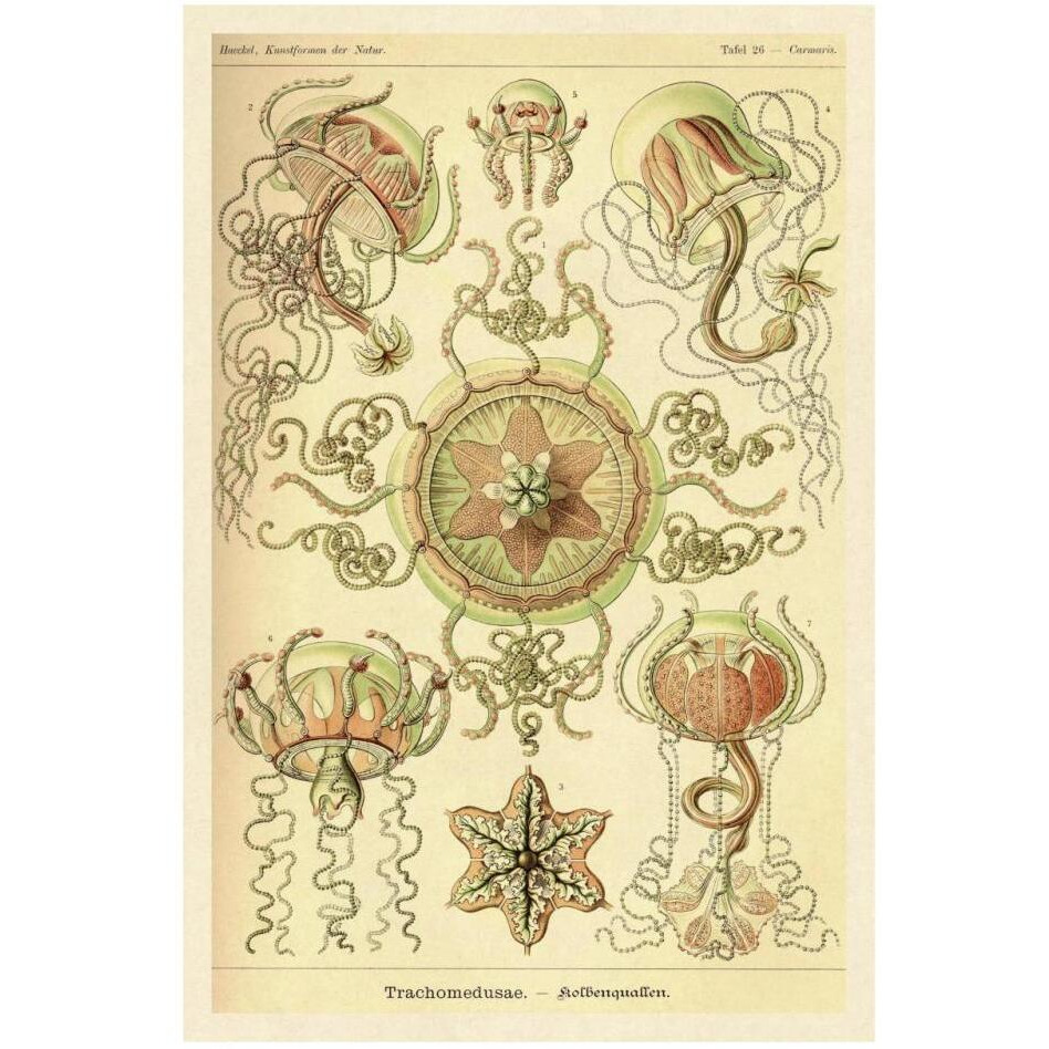 Haeckel Nature Illustrations Trachomedusae - Jellyfish-Paper Art-22&quotx32"