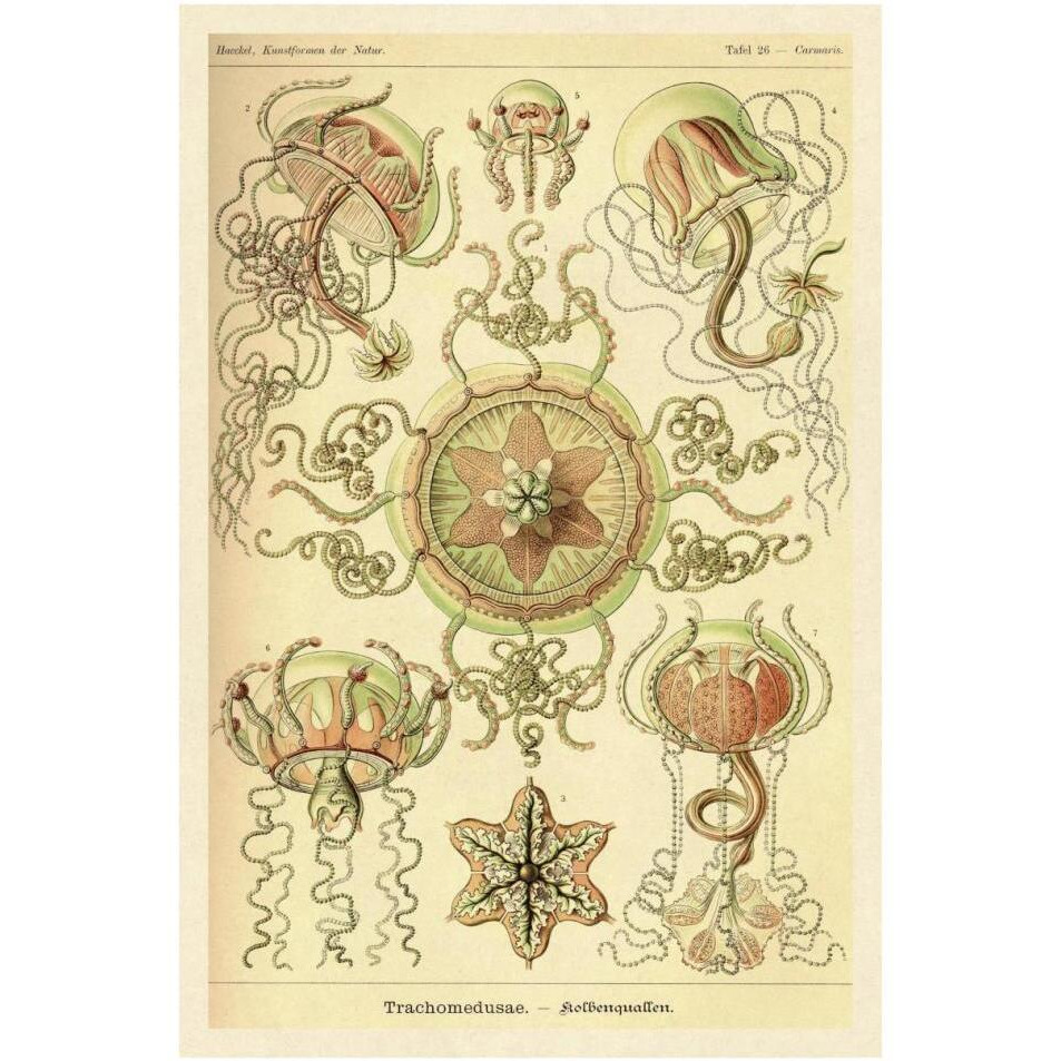Haeckel Nature Illustrations Trachomedusae - Jellyfish-Paper Art-26&quotx38"