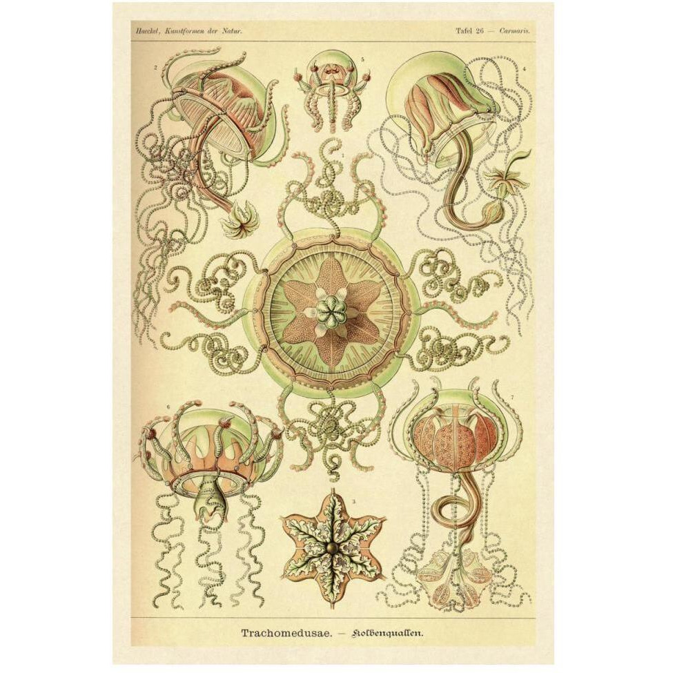 Haeckel Nature Illustrations Trachomedusae - Jellyfish-Paper Art-34&quotx50"