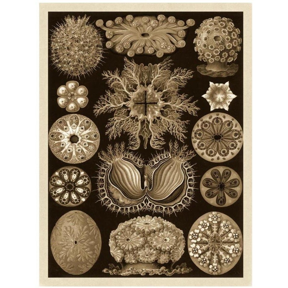 Haeckel Nature Illustrations Ascidiae - Sepia Tint-Paper Art-14&quotx18"