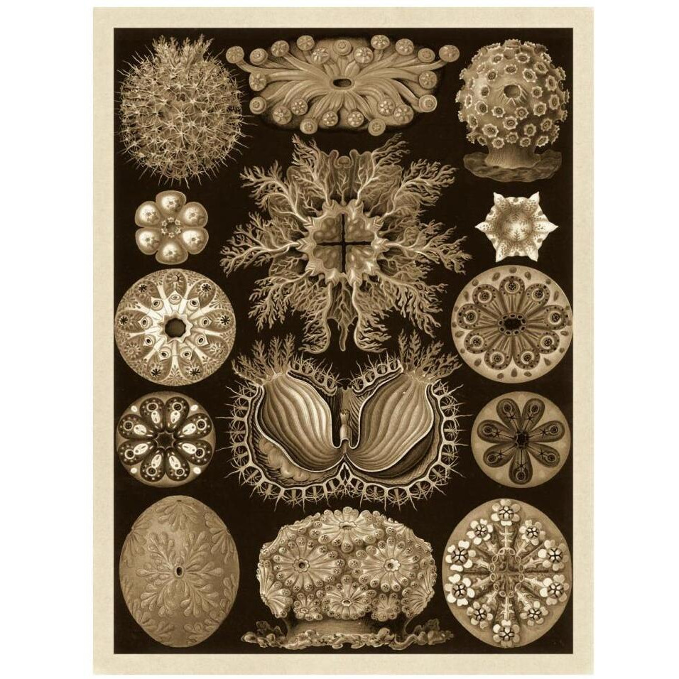 Haeckel Nature Illustrations Ascidiae - Sepia Tint-Paper Art-26&quotx34"