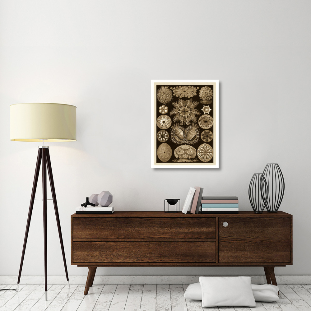 Haeckel Nature Illustrations Ascidiae - Sepia Tint-Paper Art-26&quotx34"
