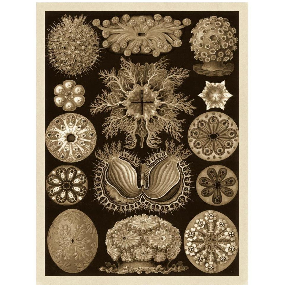Haeckel Nature Illustrations Ascidiae - Sepia Tint-Paper Art-32&quotx42"