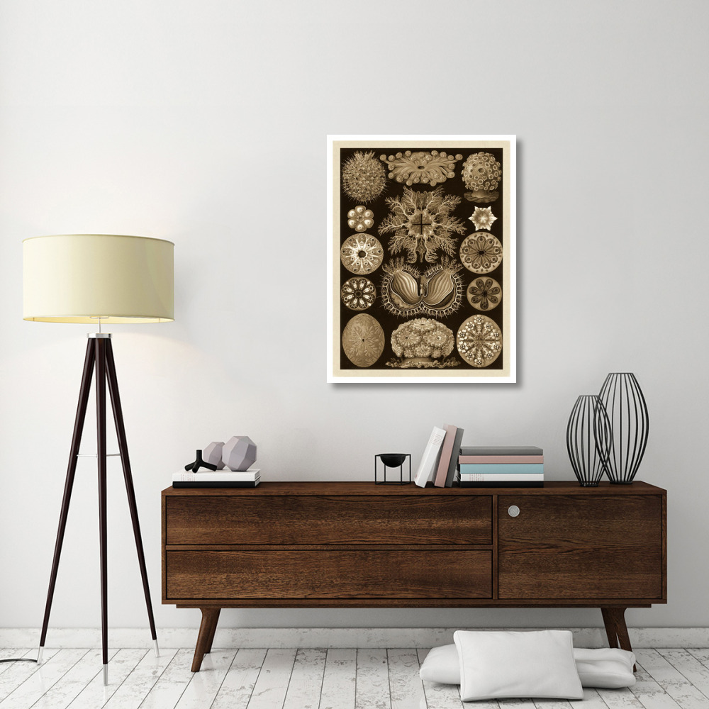 Haeckel Nature Illustrations Ascidiae - Sepia Tint-Paper Art-32&quotx42"