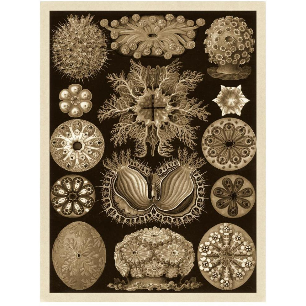 Haeckel Nature Illustrations Ascidiae - Sepia Tint-Paper Art-38&quotx50"