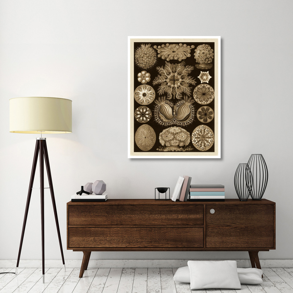 Haeckel Nature Illustrations Ascidiae - Sepia Tint-Paper Art-38&quotx50"