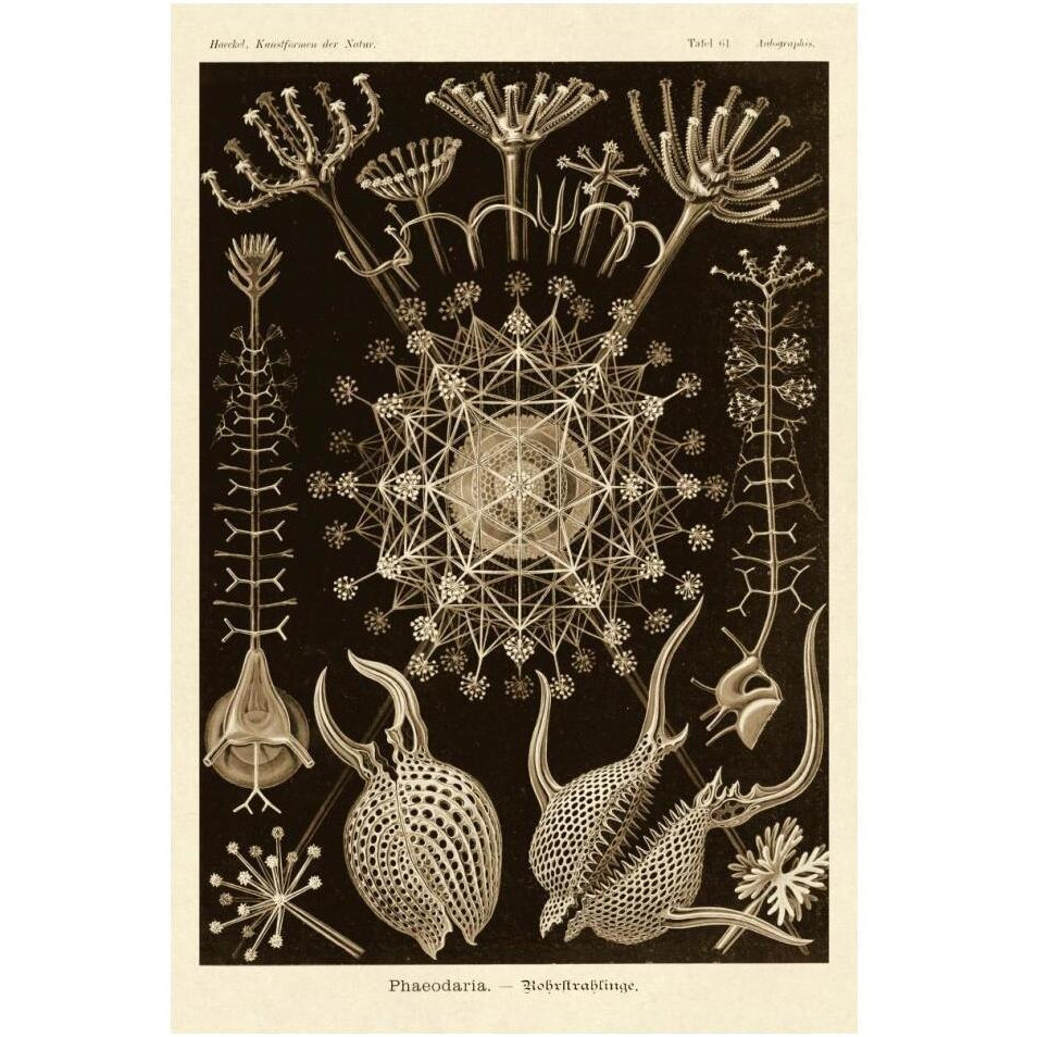 Haeckel Nature Illustrations Phaeodaria radiolarians - Sepia Tint-Paper Art-14&quotx20"