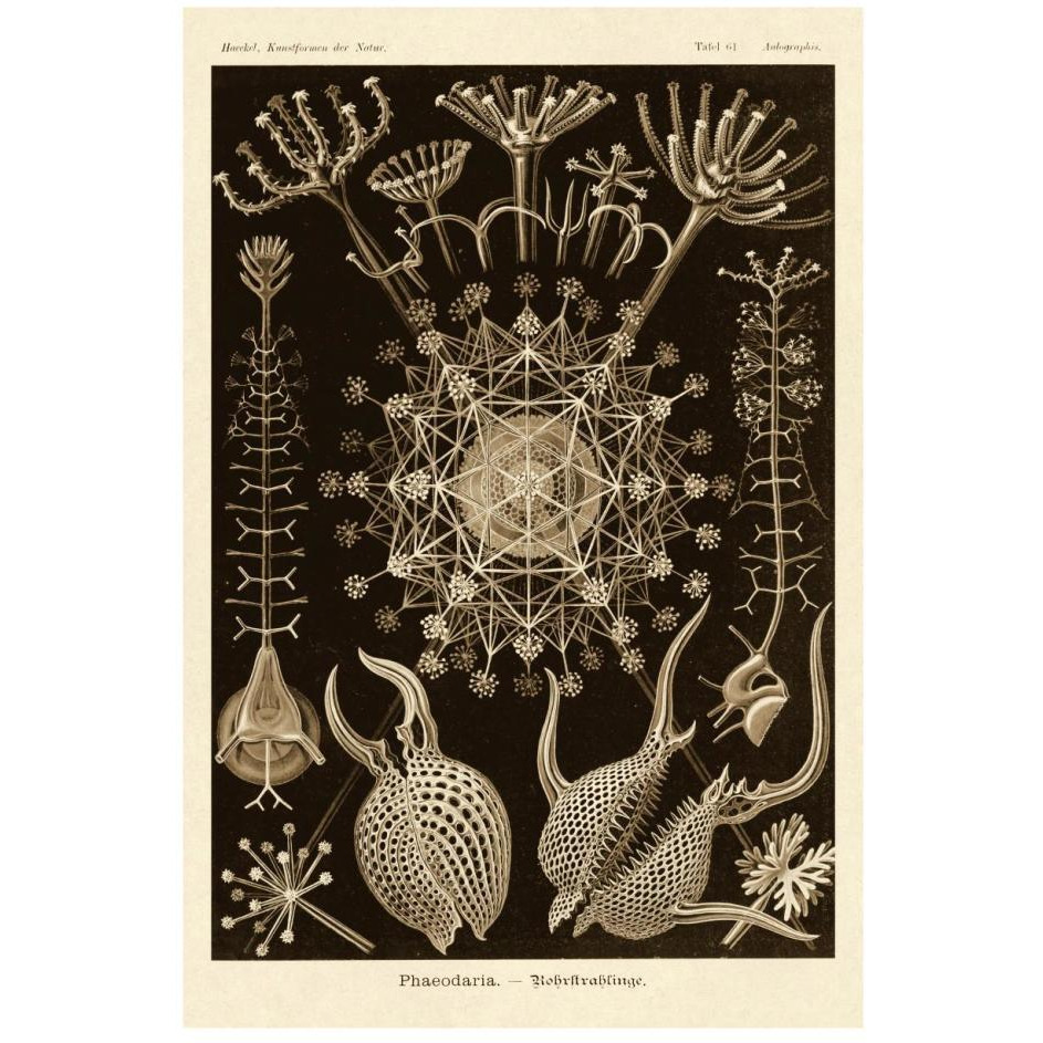 Haeckel Nature Illustrations Phaeodaria radiolarians - Sepia Tint-Paper Art-18&quotx26"