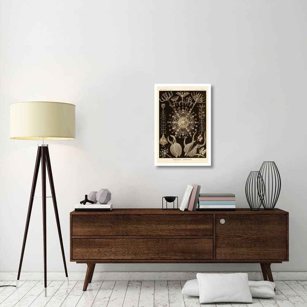 Haeckel Nature Illustrations Phaeodaria radiolarians - Sepia Tint-Paper Art-22&quotx32"