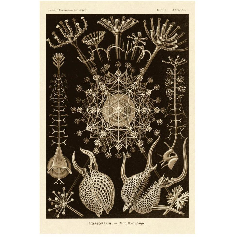 Haeckel Nature Illustrations Phaeodaria radiolarians - Sepia Tint-Paper Art-34&quotx50"