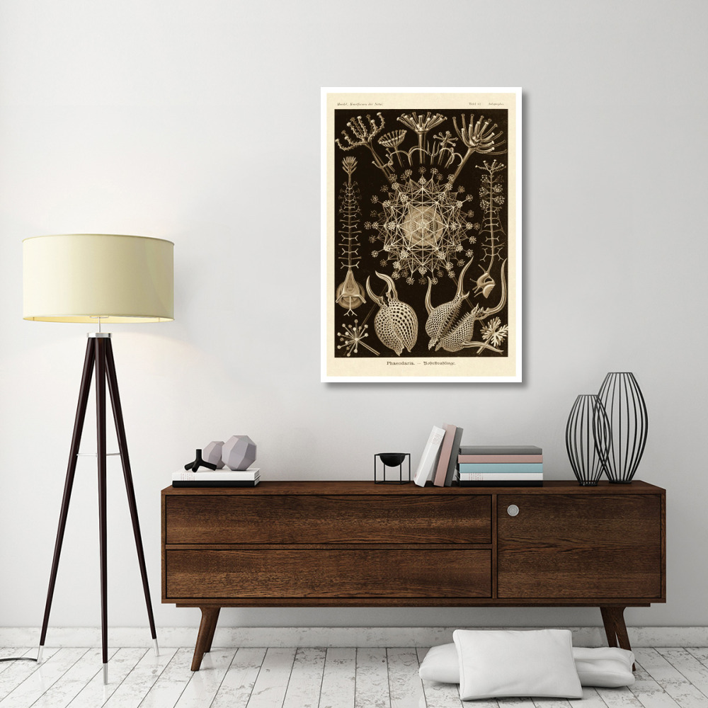 Haeckel Nature Illustrations Phaeodaria radiolarians - Sepia Tint-Paper Art-34&quotx50"