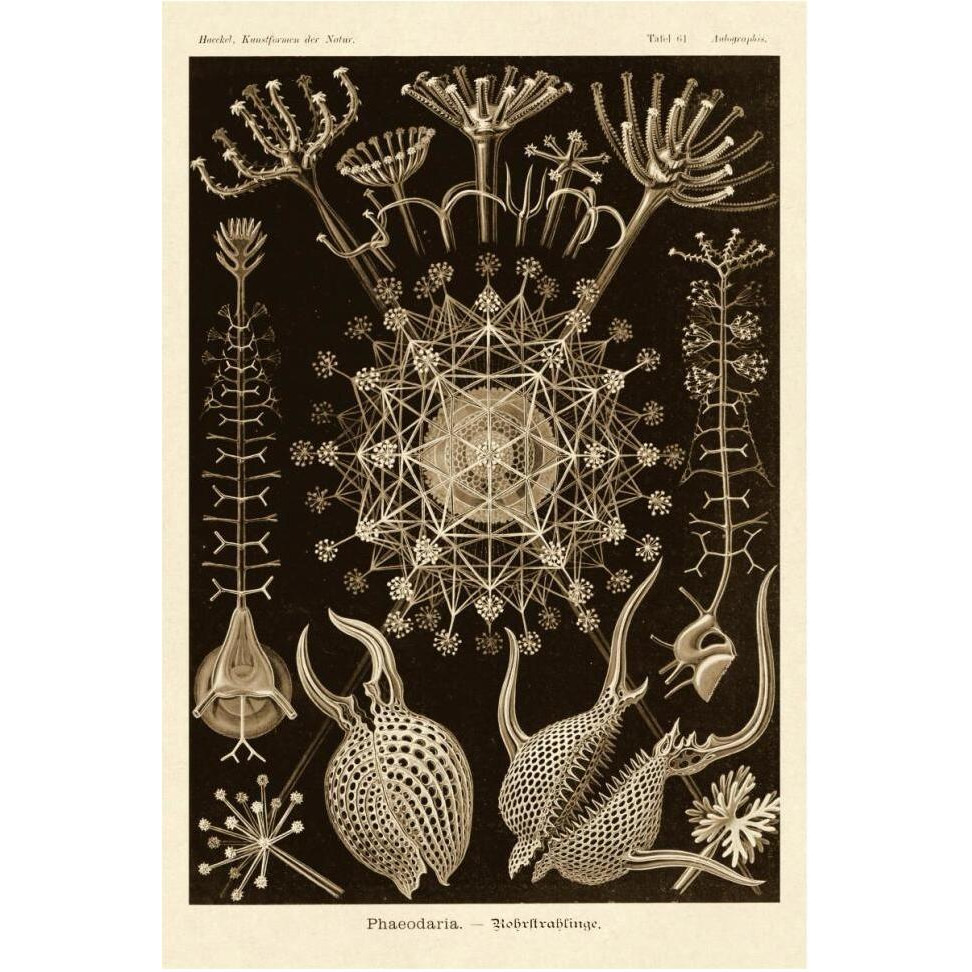 Haeckel Nature Illustrations Phaeodaria radiolarians - Sepia Tint-Paper Art-42&quotx62"