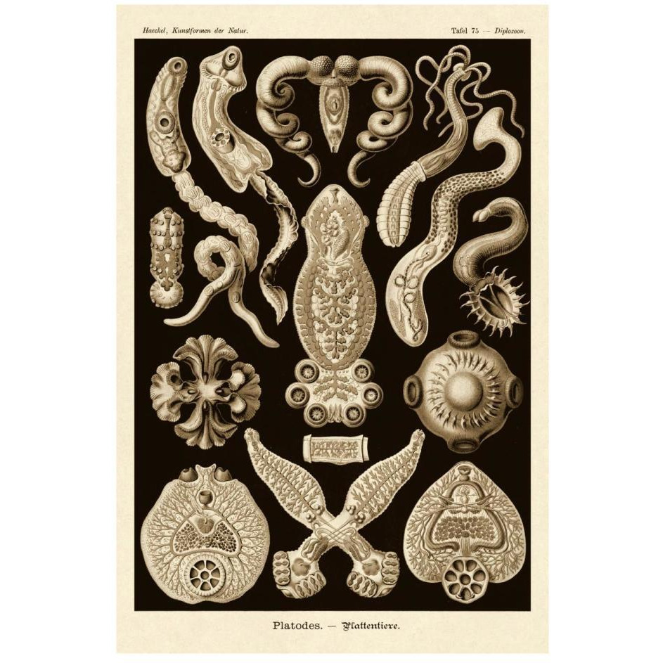 Haeckel Nature Illustrations Flatworms - Sepia Tint-Paper Art-18&quotx26"
