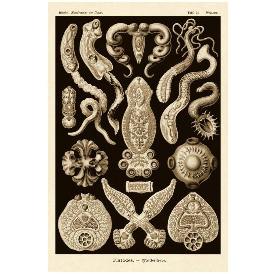 Haeckel Nature Illustrations Flatworms - Sepia Tint-Paper Art-22&quotx32"
