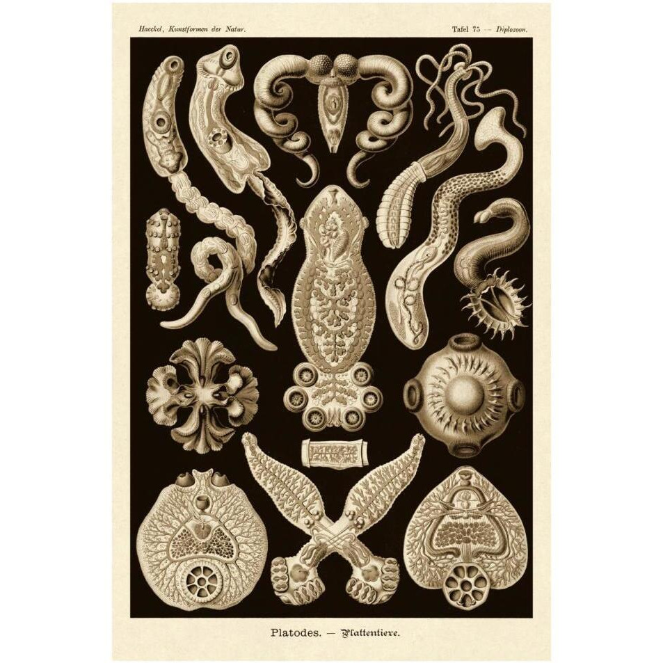 Haeckel Nature Illustrations Flatworms - Sepia Tint-Paper Art-26&quotx38"